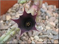 Huernia aff aspera 